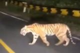 Seekor harimau sumatra muncul di jalan Lintas Barat Krui Lampung