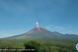 PVMBG laporkan Gunung Semeru luncurkan abu setinggi 800 meter ke arah tenggara