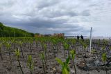 YKL Indonesia mengembangkan ekosistem rehabilitasi mangrove di Makassar