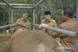 2.742 ekor anak sapi di Agam lahir hasil IB 2023