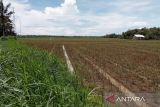 Bantul minta kelompok tani segera tanami padi lahan 