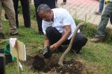 Pemkab Lampung Barat tanam 300 pohon durian tumi guna lestarikan hutan