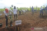 AP I dan Lanud EL Tari Kupang tanam 300 anakan