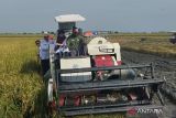 40,39 persen tanaman padi di Demak sudah panen