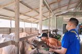 DKPP Bintan suntik vaksin PMK ke ratusan ekor sapi