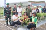 Pj Bupati dorong petani di Kobar optimalkan pengembangan komoditas cabai