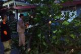 Hujan angin di Semarang, jumlah pohon tumbang bertambah
