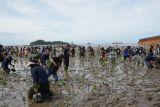 IMIP edukasi masyarakat pentingnya rehabilitasi tanaman mangrove