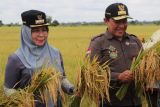 Panen raya padi pacu perekonomian petani di Pulang Pisau