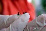 Pakar sebutkan perbedaan nyamuk aedes aegypti dan aedes albopictus