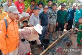 Warga OKI tangkap buaya liar pemangsa ternak