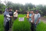 Pakar: Budi  daya padi di lahan kelapa sawit dukung ketahanan pangan