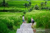 Pengembangan pariwisata berkelanjutan di Jatiluwih, Bali, gaet wisatawan