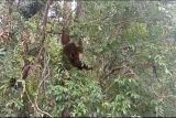 Orang utan hasil evakuasi di Bandara Sampit dilepasliarkan di SM Lamandau