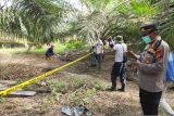 Warga temukan kerangka manusia di kebun sawit di Muba