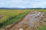 Sekitar 1.000 hektare sawah di Bulukumba rusak jelang panen