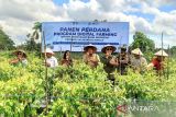 Wabup sebut kesuksesan digital farming cabai jadi contoh petani di Kotim