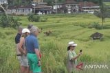 Jokowi-delegasi WWF Ke-10 di Bali bakal disambut kuliner khas Jatiluwih