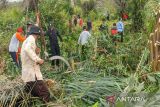 Ratusan pegawai Pemkab Kotim gotong royong bersihkan lahan untuk runway bandara