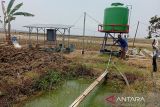 Pemkab Cilacap imbau pelaku budi daya ikan antisipasi dampak  kemarau