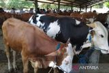 34 ekor sapi dan kerbau di Kudus berhasil sembuh dari  PMK