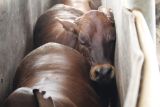 Disnakkeswan Lampung sebut ketersediaan sapi di feedlot 29.320 ekor