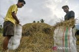 Pemkab Sigi tingkatkan pengolahan pakan ternak dari jerami padi