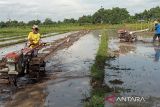 Pemkab Bantul buka lahan pertanian baru di pinggir aliran Sungai Progo