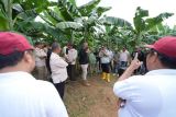 Akademisi Unhas dukung Pj Gubernur Sulbar kembangkan pisang Cavendish