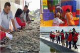 Shrimp estate beri hasil menggembirakan, berikut perkiraan waktu panen total perdana