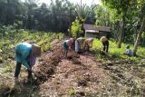 Perempuan di Kobar diajak manfaatkan bantuan Kementan untuk bertani di pekarangan