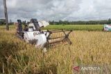 DKPP Bantul kendalikan serangan hama wereng di sawah seluas 128 hektare