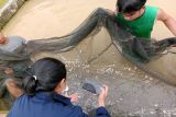 Berikut tiga jenis benih ikan terlaris di BBI Gunung Mas