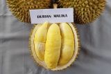 Manisnya malika, primadona durian lokal  Semarang