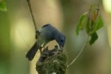 Kicauan burung di bukit Menoreh Jatimulyo di Kulon Progo