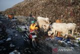 Sapi memakan sampah di TPA Putri Cempo