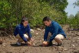 Bukit Asam bersama masyarakat Desa Sidodadi lakukan tanam mangrove