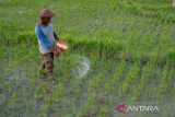 Penambahan alokasi pupuk subsidi di Sulteng