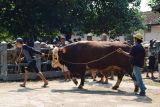 Dinkanak  pastikan hewan kurban di Banyumas bebas penyakit menular