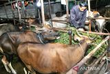 Pemkot Palangka Raya gencarkan vaksinasi PMK jelang Idul Adha