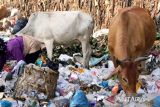 Jelang Idul Adha, Dispangtan Surakarta imbau masyarakat waspadai sapi pemakan sampah