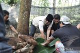 Sembelih hewan kurban, Wahdi ingatkan pentingnya berbagi pada sesama