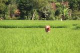 Beasiswa anak petani cara tumbuhkan petani milenial