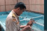 Balai Karantina Sulut periksa ketat pengiriman lobster