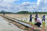 Pakar ingatkan pentingnya ketahanan pangan dalam hadapi perubahan iklim