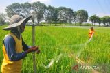 Petani pasang jaring untuk halau hama burung