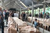 Kementan mendorong pengembangan kambing perah tingkatkan produksi susu