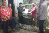 BKSDA Lampung evakuasi buaya pemangsa manusia di Kabupaten Tanggamus