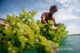 DPRD Seruyan dukung pengembangan budi daya udang dan rumput laut