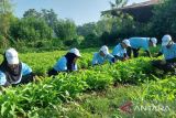 Peserta pelatihan pertanian DSLNG peroleh banyak hal positif